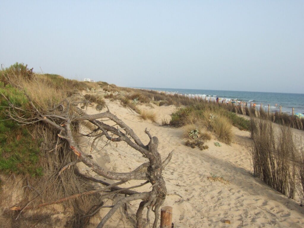 Dune landscape. Punta Umbría - CANTUESO - Natural Seeds