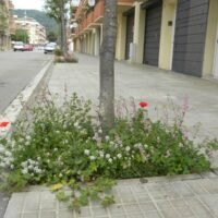 Flowerbeds, Alcorques Floridos, Alcorques Vivos - CANTUESO Natural Seeds