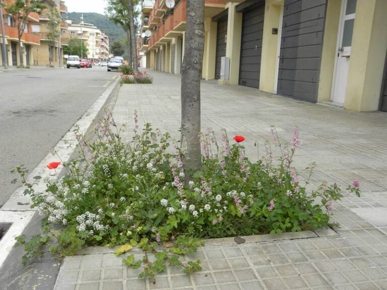 Flowerbeds, Alcorques Floridos, Alcorques Vivos - CANTUESO Natural Seeds