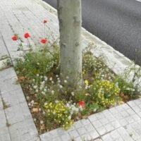 Flowerbeds, Alcorques Floridos, Alcorques Vivos - CANTUESO Natural Seeds