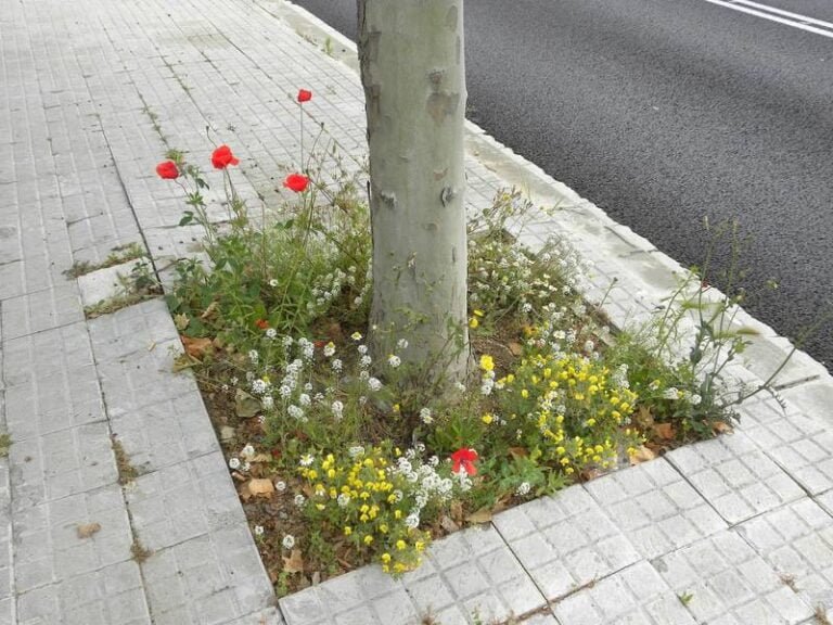 Flowerbeds, Alcorques Floridos, Alcorques Vivos - CANTUESO Natural Seeds