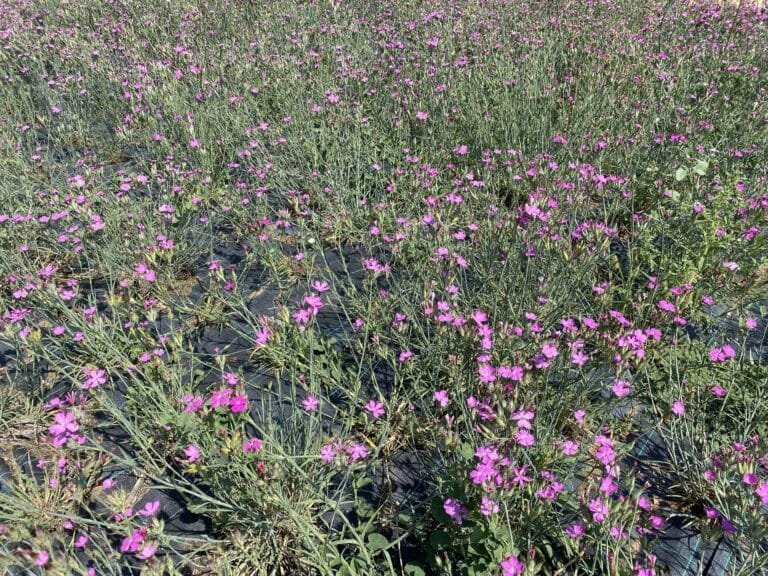 Alcorques Rosados - Cantueso Natural Seeds