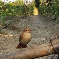 Bird Attraction - CANTUESO - Natural Seeds