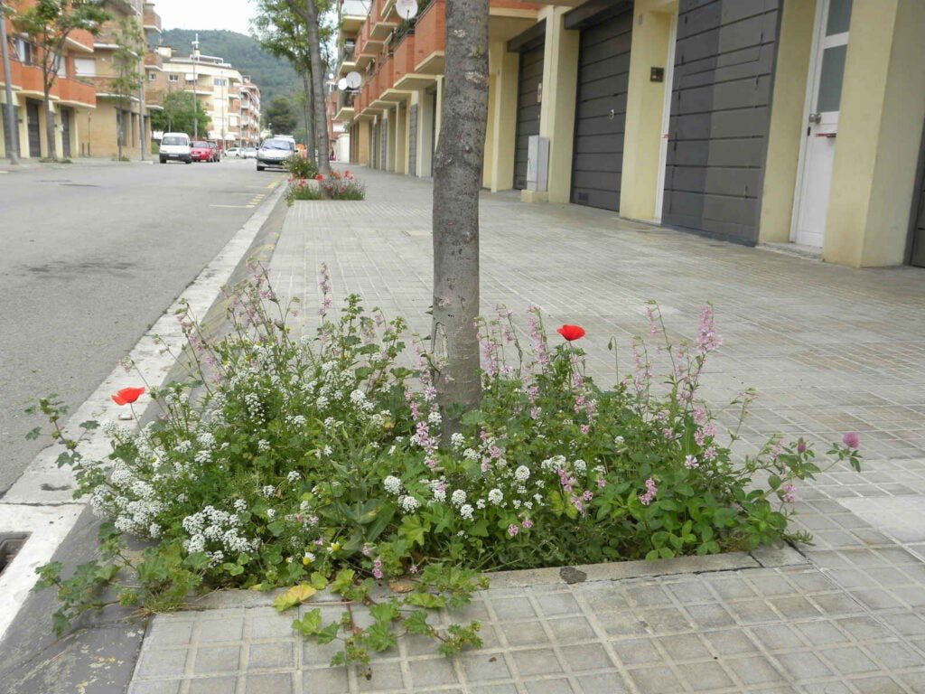 Ayuntamiento de Barcelona - CANTUESO - Natural Seeds