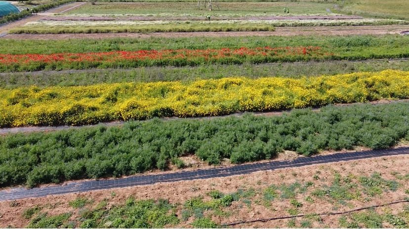 Campos de Multiplicación - CANTUESO - Natural Seeds