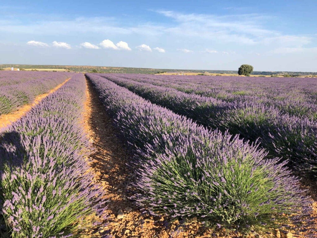 Campos de Multiplicación - CANTUESO - Natural Seeds