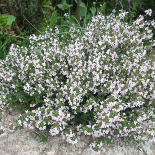 Photo of Aromatic Garden - CANTUESO - Natural Seeds