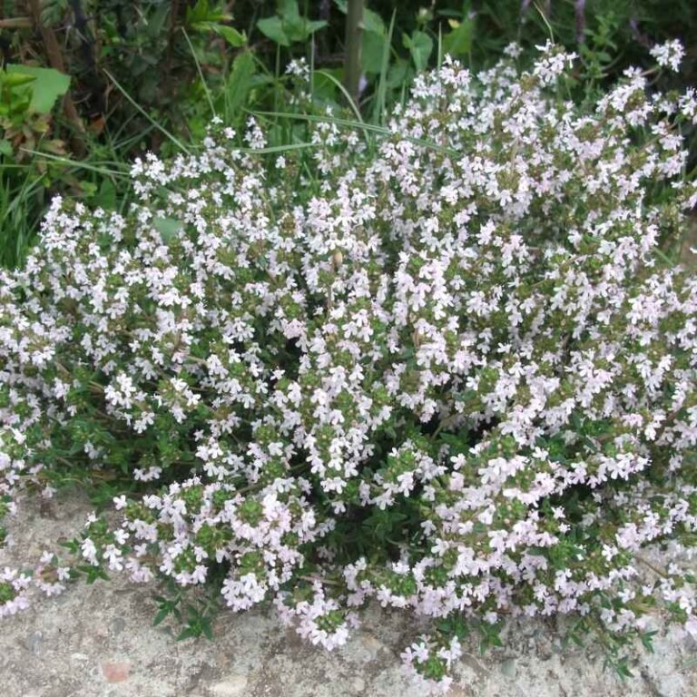 Foto de Jardín Aromático - CANTUESO - Natural Seeds