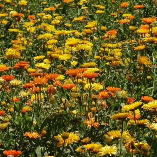 Foto de Jardín de Flores Amarillas y Naranjas - CANTUESO - Natural Seeds