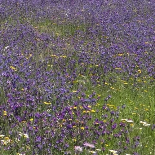Photo of Purple and Blue Flower Garden - CANTUESO - Natural Seeds