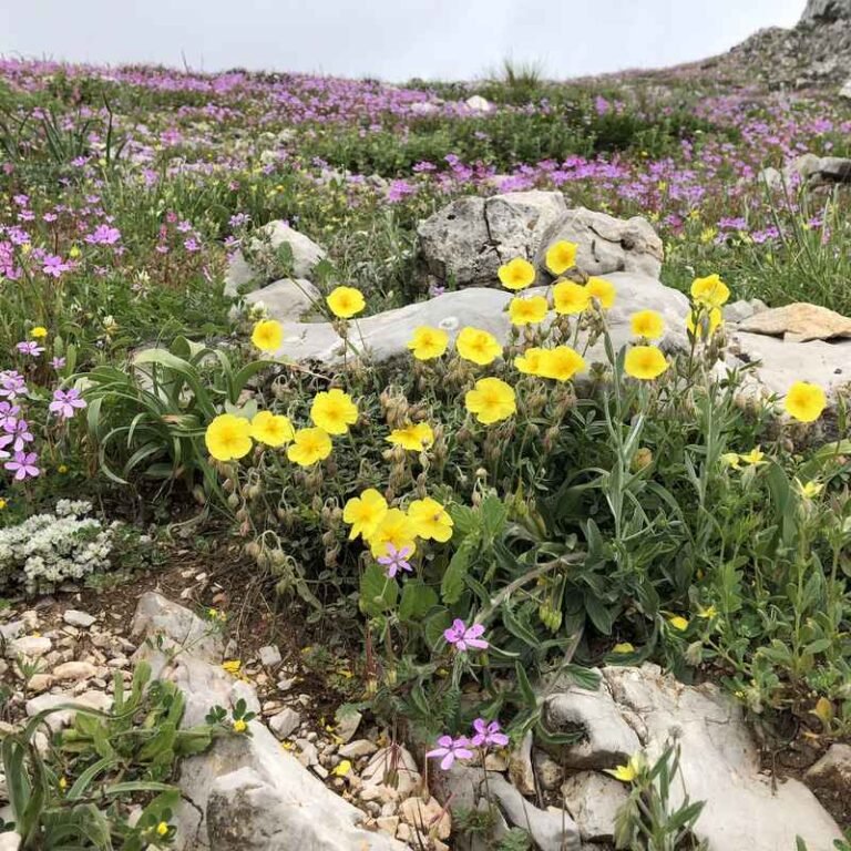 Foto de Jardín de Flores Tapizantes - CANTUESO - Natural Seeds