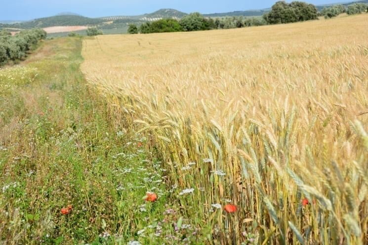 Ministerio de Agricultura - CANTUESO - Natural Seeds