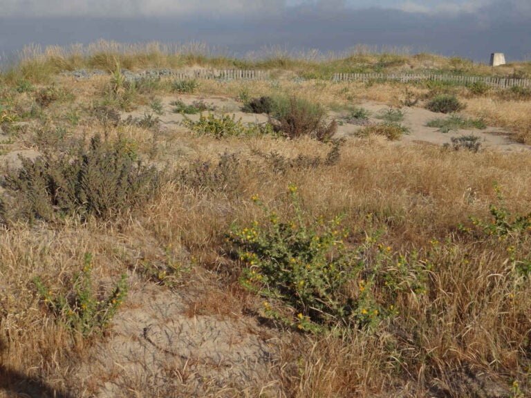 Formentera Beach - CANTUESO - Natural Seeds