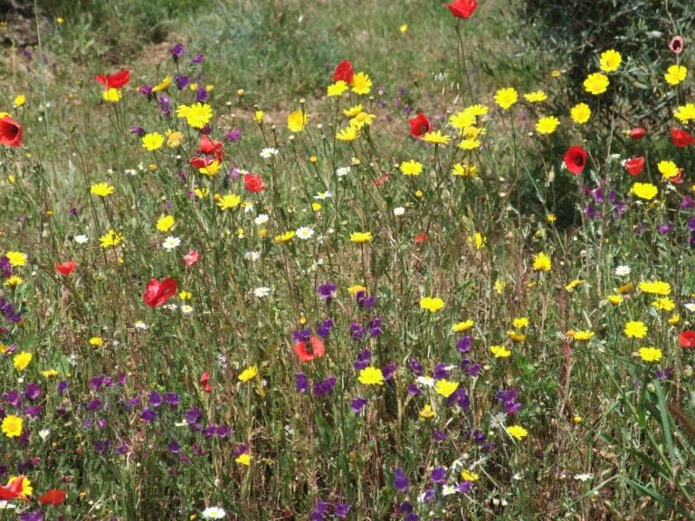 Meadow with Mediterranean Flowers - CANTUESO - Natural Seeds