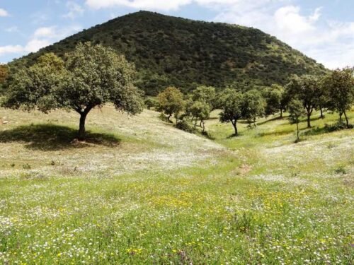 Mediterranean Meadow - CANTUESO - Natural Seeds