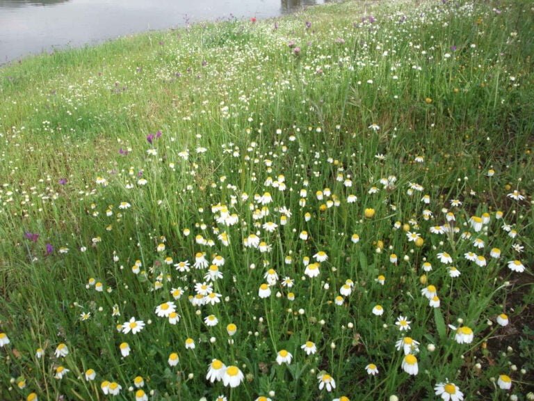 Meadows in Riverside Areas - CANTUESO - Natural Seeds