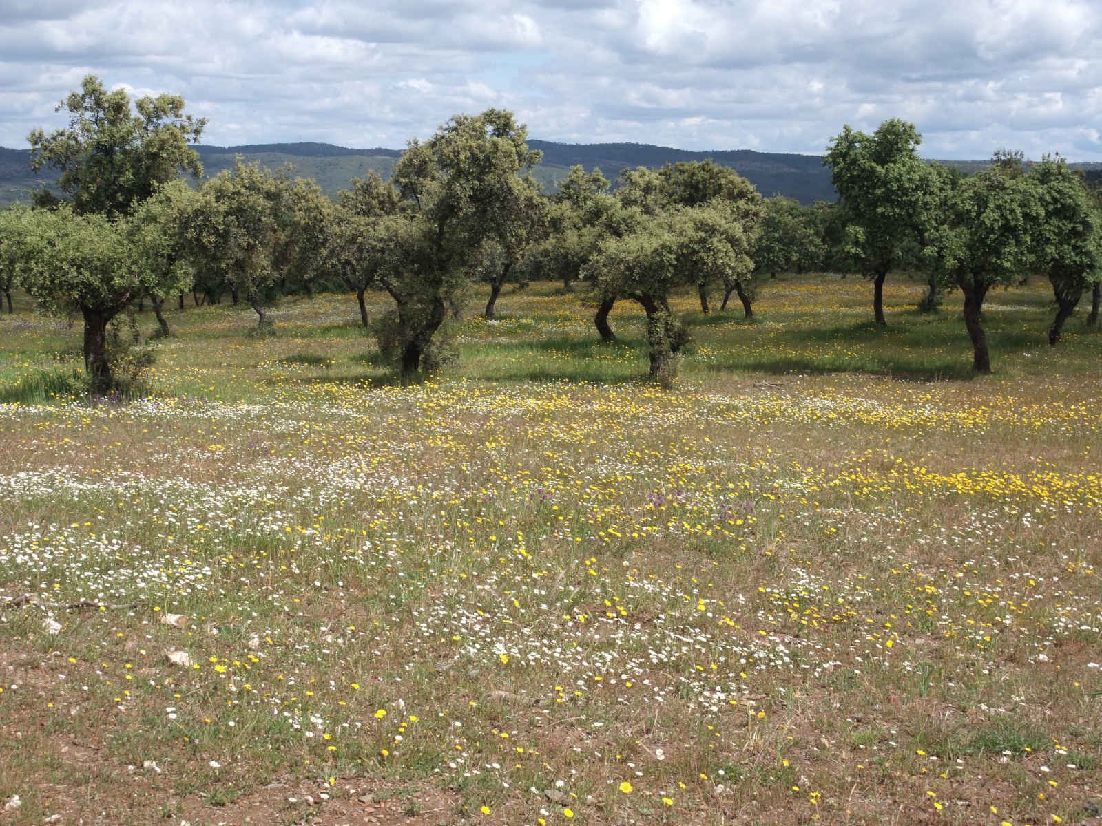 Meadow in Dehesa Area - CANTUESO - Natural Seeds