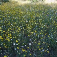 Meadow of Atlantic Flowers - CANTUESO - Natural Seeds