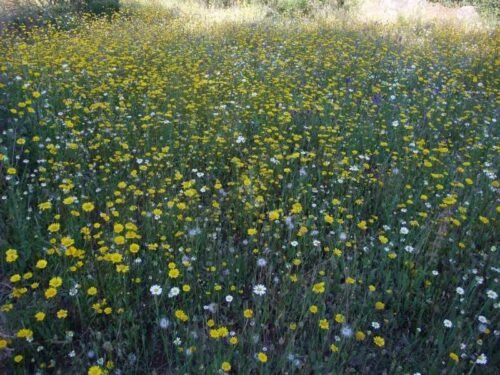 Meadow of Atlantic Flowers - CANTUESO - Natural Seeds
