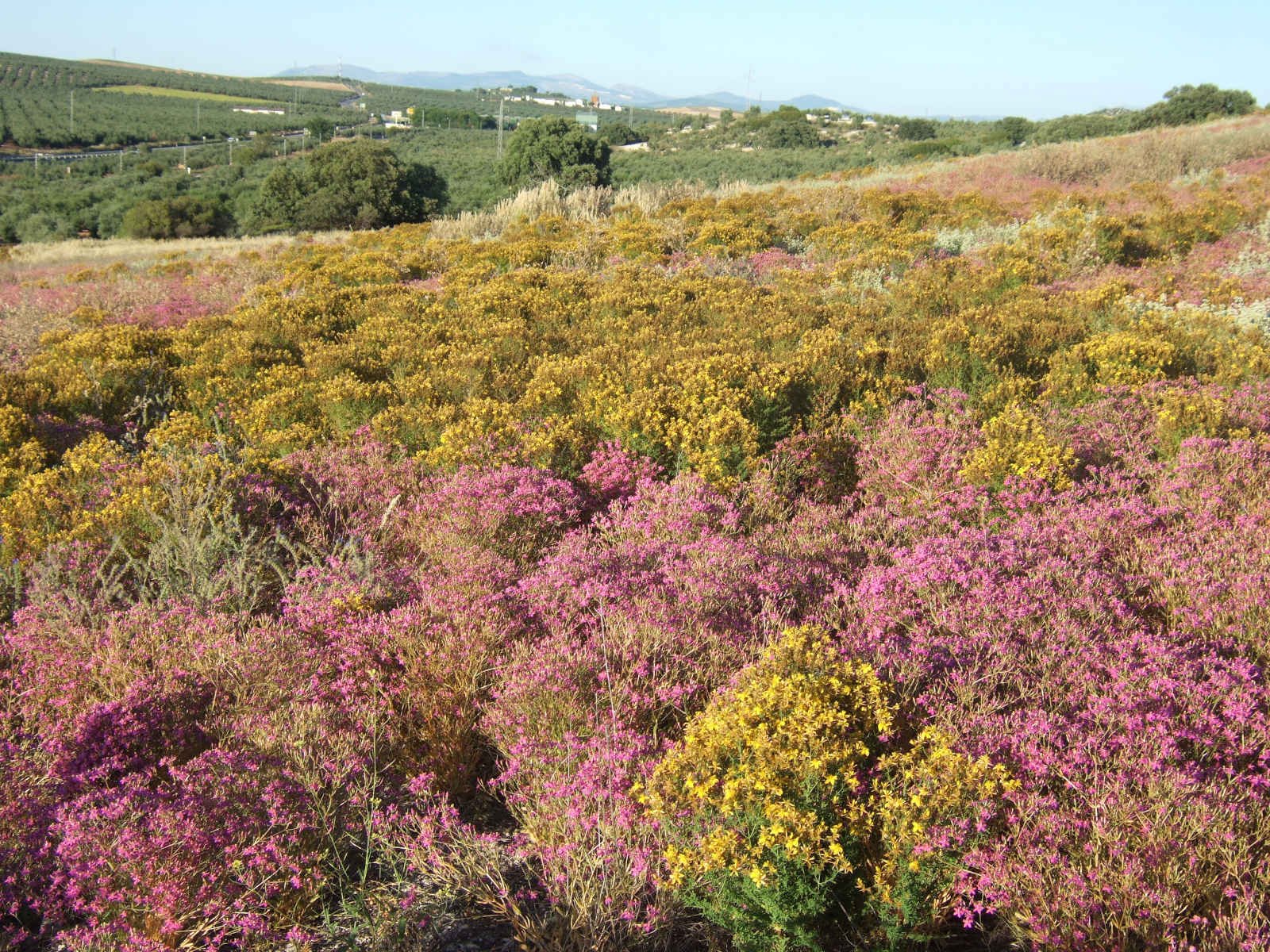 Auxiliary Grassland - CANTUESO - Natural Seeds