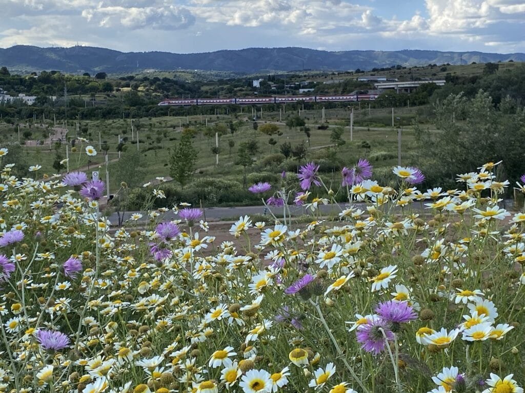 Proyectos - Parque de Levante 3 - CANTUESO - Natural Seeds