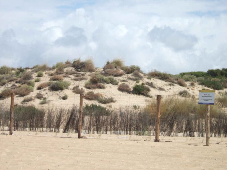 Doñana Landscape Restoration - CANTUESO - Natural Seeds