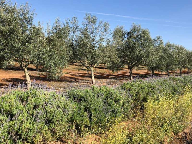 Biodiversity Hedges and Borders - CANTUESO - Natural Seeds